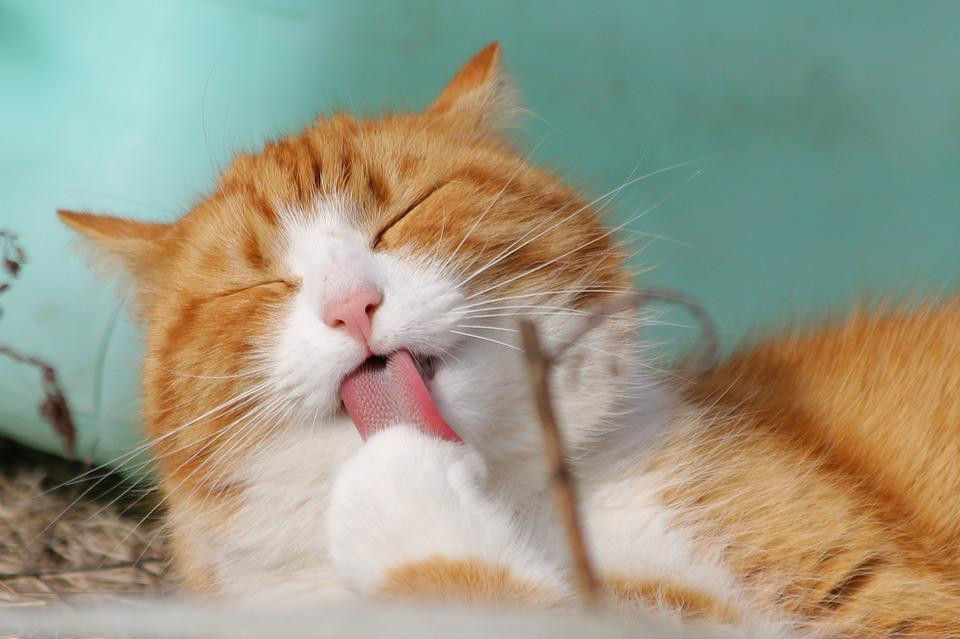 De kat krabt de krullen van de trap